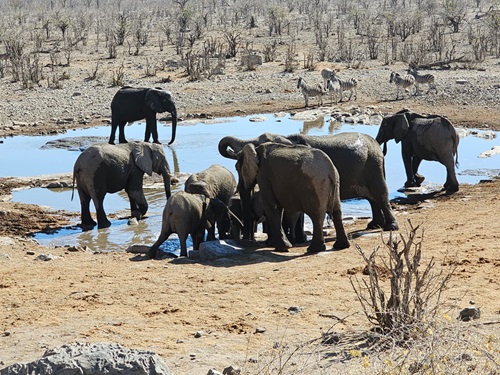 Etosha | Namibië | Travelhome Campervakanties